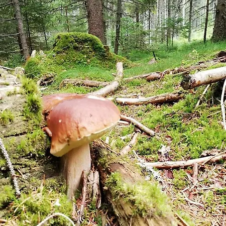 - Stela Premium Stožec