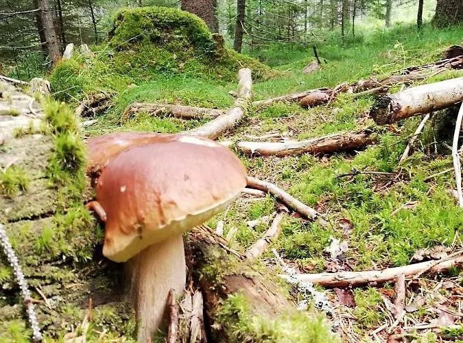 - Stela Premium Stožec